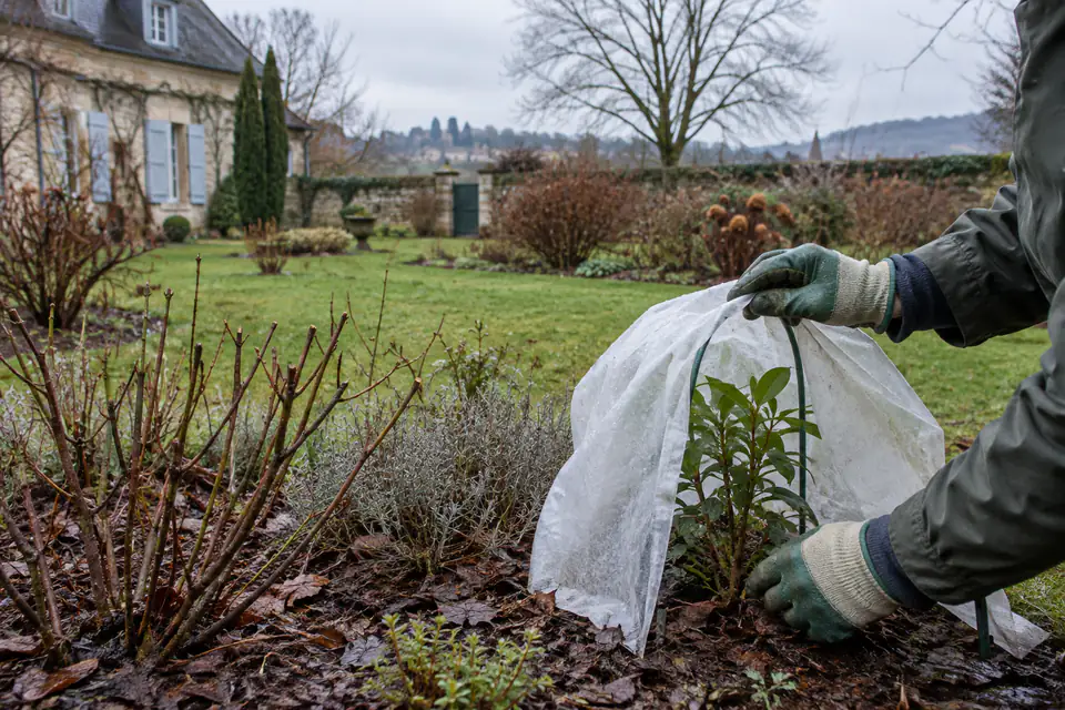 Jardin français en février avec pelouse au repos, arbustes nus et plante protégée du froid