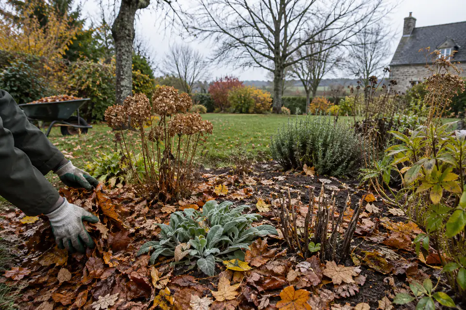 Feuilles mortes étalées en paillage autour de vivaces dans un jardin français en novembre