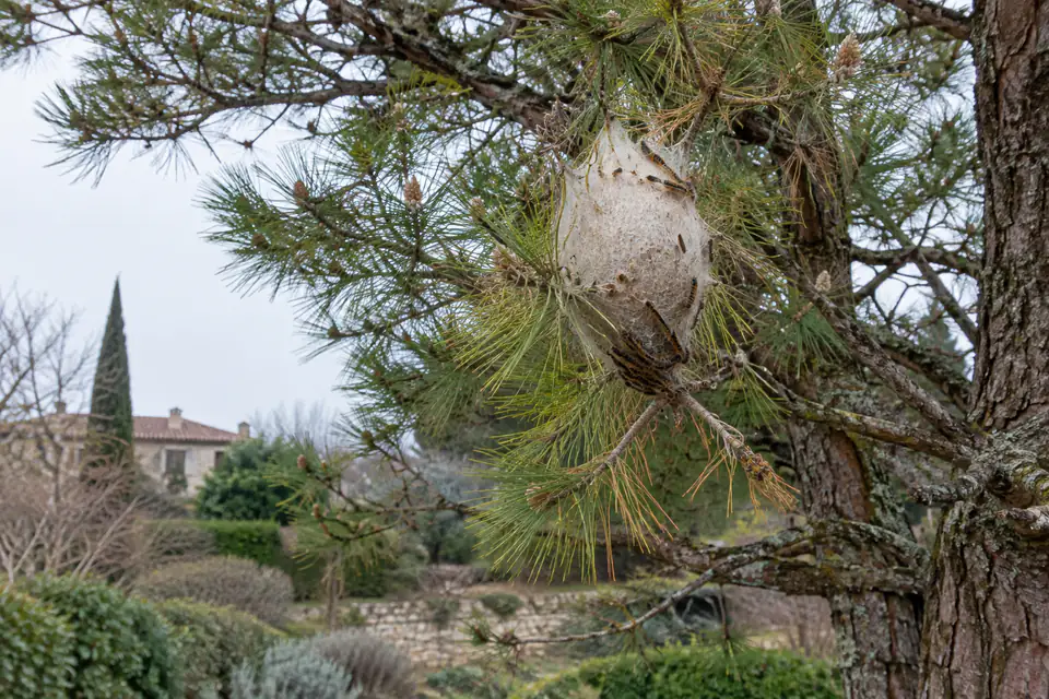 Nid de processionnaires du pin dans les branches d’un arbre, observé à distance en fin d’hiver