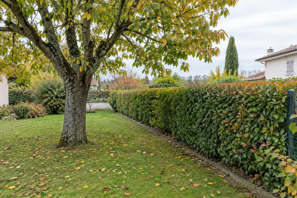 Arbre et haie près d’une limite de propriété dans un jardin résidentiel français