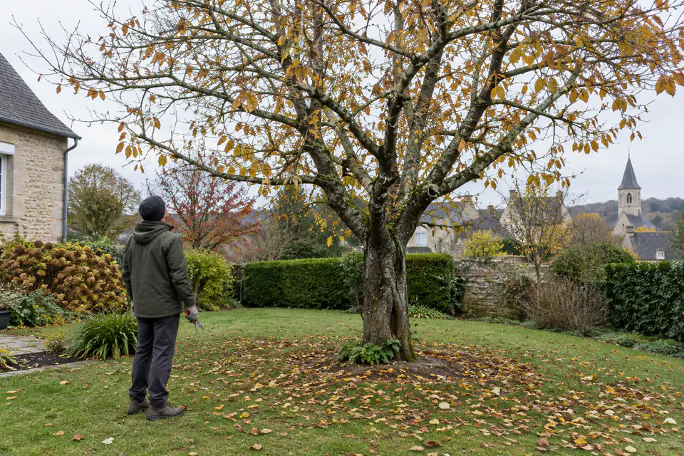 Un jardinier observe depuis le sol les branches d’un arbre caduc dans un jardin en fin d’automne