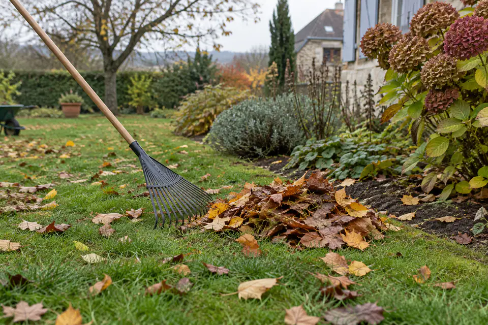 Feuilles mortes ramassées sur une pelouse en automne, avec un massif paillé en arrière-plan