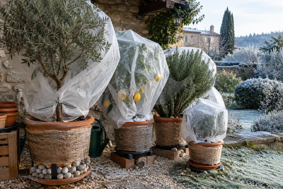 Pots regroupés près d’un mur et protégés du gel par un voile d’hivernage respirant