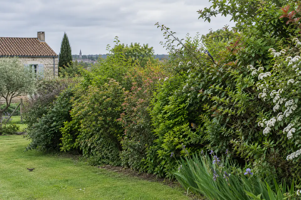 Haie champêtre dense au printemps dans un jardin calme, avec un petit oiseau posé à distance.