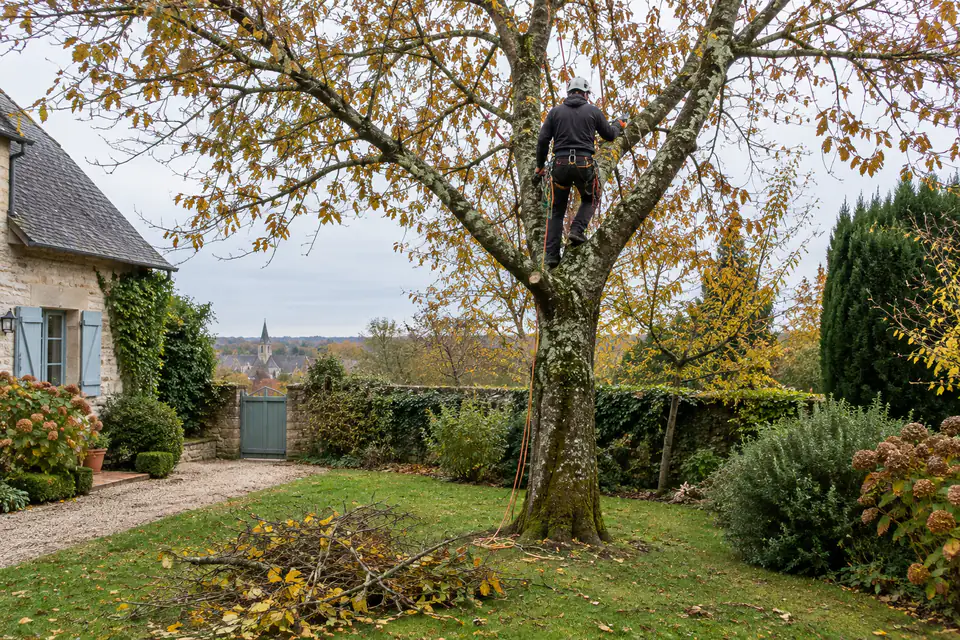 Élagueur attaché par des cordes taillant un arbre caduc dans un jardin en automne