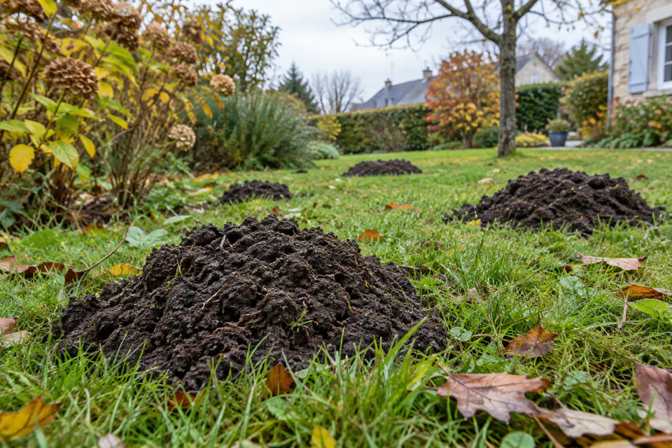 Taupinières de terre fraîche dans une pelouse humide en automne, au milieu de l’herbe et de quelques feuilles mortes.